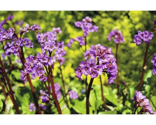 Detail květů bergénie na zahradě