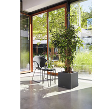 Světlý interiér s rostlinou v hranatém květináči, židlí a stolem u okna