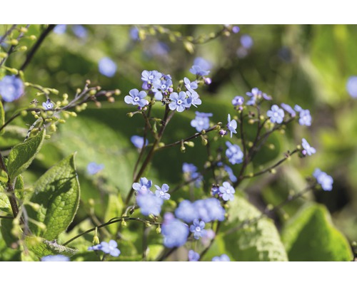 Pomněnkovec velkolistý FloraSelf Brunnera macrophylla 5-15 cm květináč 0,5 l Květenství s malými, modrými květy a zelenými listy.