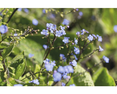 Pomněnkovec velkolistý FloraSelf Brunnera macrophylla 5-15 cm květináč 0,5 l