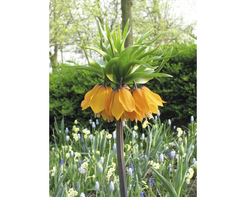 Květina korunky císařské v zahradě