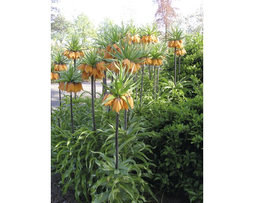 Skupina korunovek v zahradním záhonu