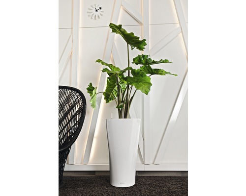 Interiérová fotografie s pokojovou rostlinou v bílém květináči