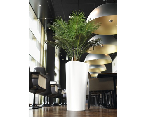 Místnost s rostlinou v bílém květináči