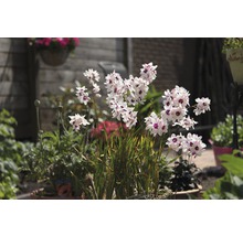 Kvetoucí rostlina Dietes grandiflora na zahradě