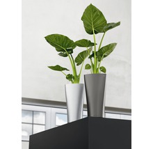 Dvě pokojové rostliny v květináčích na polici