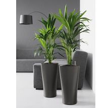 Dvě pokojové rostliny v květináčích v obývacím pokoji