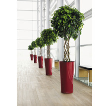 Řada fíkusů benjamina s pleteným kmenem v červených květináčích ve světlé místnosti.