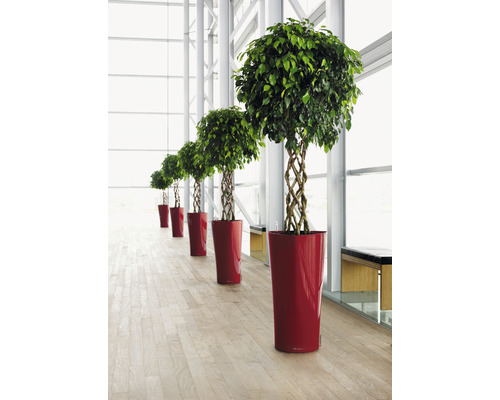 Řada fíkusů benjamina s pleteným kmenem v červených květináčích ve světlé místnosti.