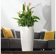 Pokojová rostlina se žlutými květy v bílém květináči v obývacím pokoji