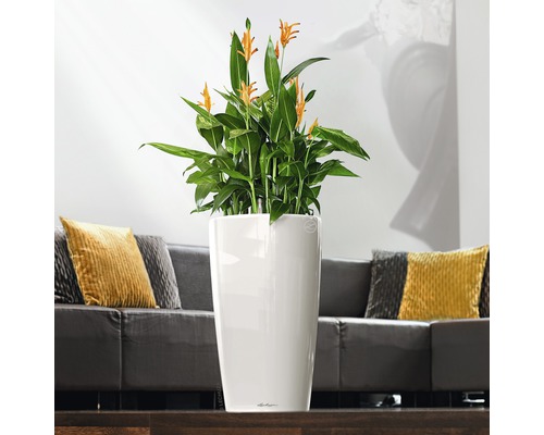 Pokojová rostlina se žlutými květy v bílém květináči v obývacím pokoji