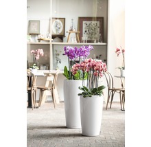 Dva štíhlé květináče s orchidejemi na podlaze