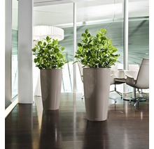 Dva vysoké květináče se zelenými rostlinami ve světlé místnosti