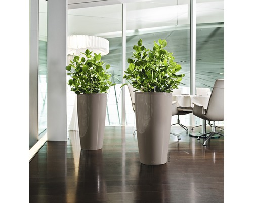 Dva vysoké květináče se zelenými rostlinami ve světlé místnosti