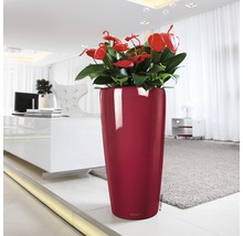 Vysoký květináč s anturiemi v obývacím pokoji.