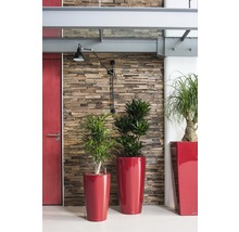 Interiér s rostlinami v květináčích před stěnou s kamenným vzhledem