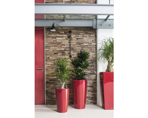 Interiér s rostlinami v květináčích před stěnou s kamenným vzhledem