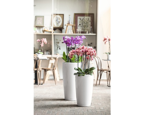 Dva bílé květináče s fialovými a růžovými orchidejemi na cihlové podlaze