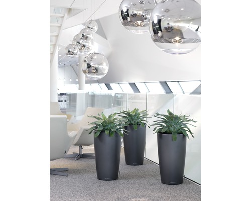 Dekorativní rostliny v květináčích v interiéru.