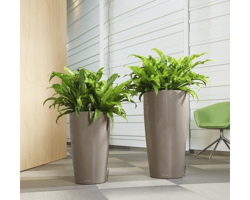 Dva vysoké květináče s kapradinami ve světlé místnosti.