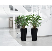 Dvě rostliny Philodendron v černých květináčích v budově se schodištěm.