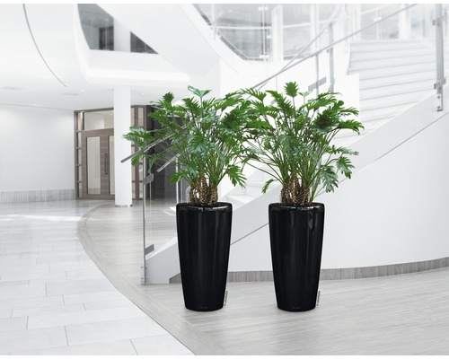 Dvě rostliny Philodendron v černých květináčích v budově se schodištěm.