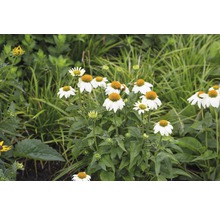 Třapatka bílá FloraSelf Echinacea purpurea 'Alba' výška 5-20 cm květináč 0,5 l