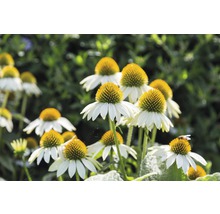 Třapatka bílá FloraSelf Echinacea purpurea 'Alba' výška 5-20 cm květináč 0,5 l