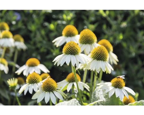 Třapatka bílá FloraSelf Echinacea purpurea 'Alba' výška 5-20 cm květináč 0,5 l Skupina kvetoucích květin rudbekie v zahradě