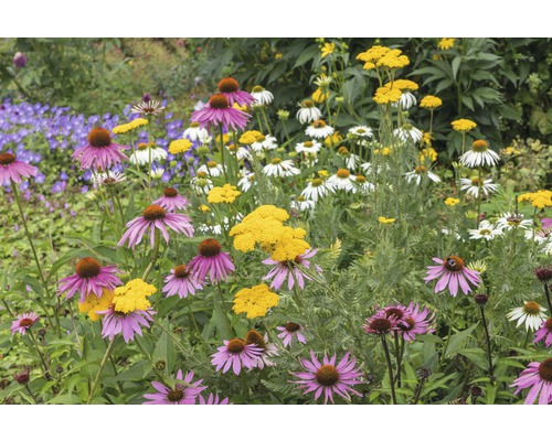 Květinový záhon s třapatkou, řebříčkem a dalšími květinami