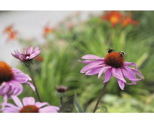 Detail fialových květů třapatky nachové s čmeláky