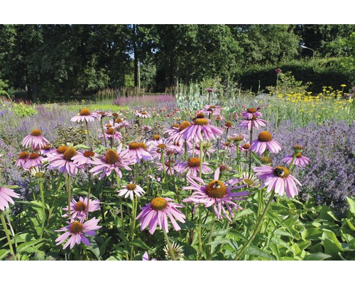 Třapatka červená FloraSelf Echinacea purpurea 'Magnus' 5-30 cm květináč 0,5 l Zahrada s kvetoucími rostlinami Echinacea