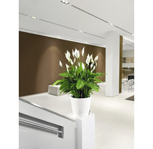 Interiérový pohled s lopatkovcem v bílém květináči