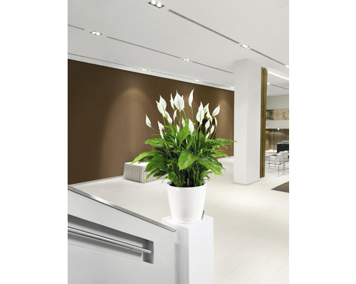 Interiérový pohled s lopatkovcem v bílém květináči