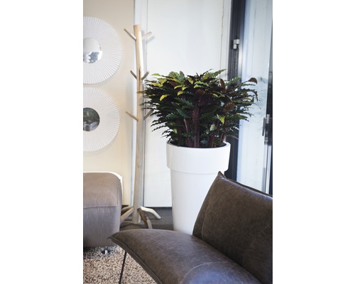 Interiérová scéna s pokojovou rostlinou v květináči, věšákem, zrcadly a sedacím nábytkem