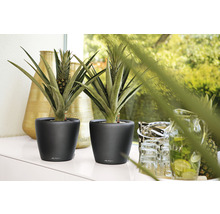 Dvě rostliny ananasu v černých květináčích na stole