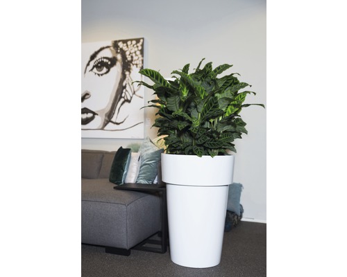 Pokojová rostlina v bílé nádobě na rostliny v obývacím pokoji