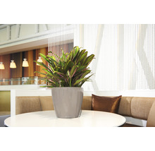 Pokojová rostlina Cordyline v šedé nádobě na kulatém stole