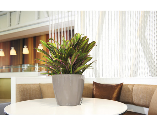 Pokojová rostlina Cordyline v šedé nádobě na kulatém stole
