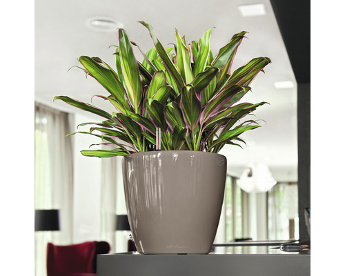 Pokojová rostlina v květináči