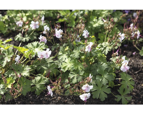 Kvetoucí škornice v zahradním záhonu