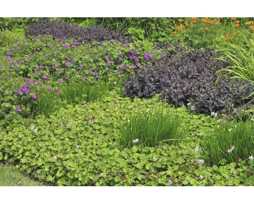 Kakost sivý FloraSelf Geranium x cantabrigiense 'Biokovo' 5-15 cm květináč 0,5 l Různé rostliny v zahradním záhonu