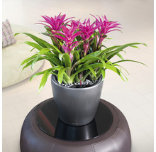 Bromélie v květináči na stoličce