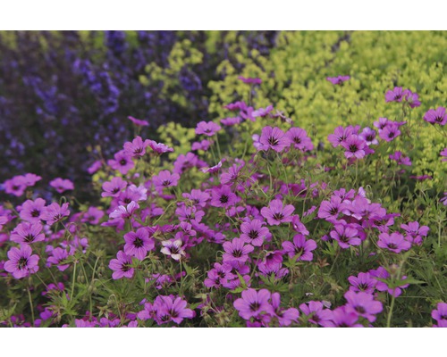 Kakost zakrslý sivý FloraSelf Geranium cinerea 'Ballerina' 5-15 cm květináč 0,5 l