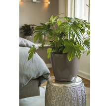 Pokojová rostlina v květináči na odkládacím stolku v ložnici