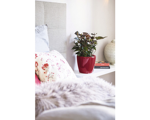 Dekorativní ložnice s anturií v červeném ozdobném květináči na polici