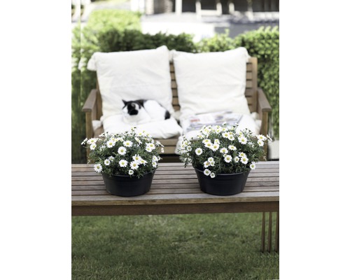 Zahradní lavička se dvěma sedmikráskami v květináčích, polštáři a kočkou