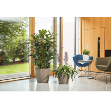 Dvě pokojové rostliny v květináčích na podlaze před oknem.