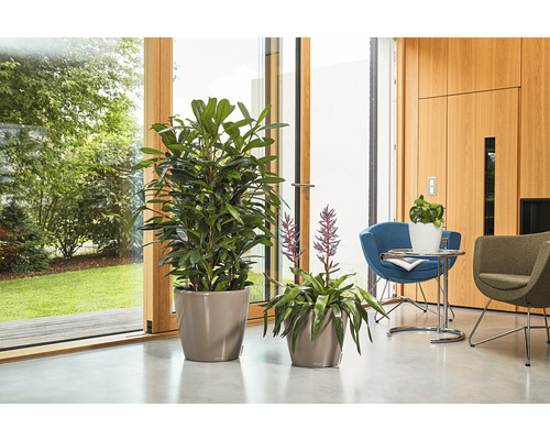 Dvě pokojové rostliny v květináčích na podlaze před oknem.