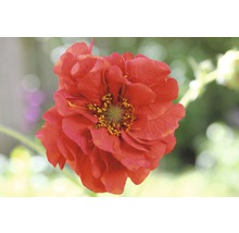 Kuklík chilský Flora Self Geum chiloense 'Mrs Bradshaw' 10-20 cm květináč 0,5 l